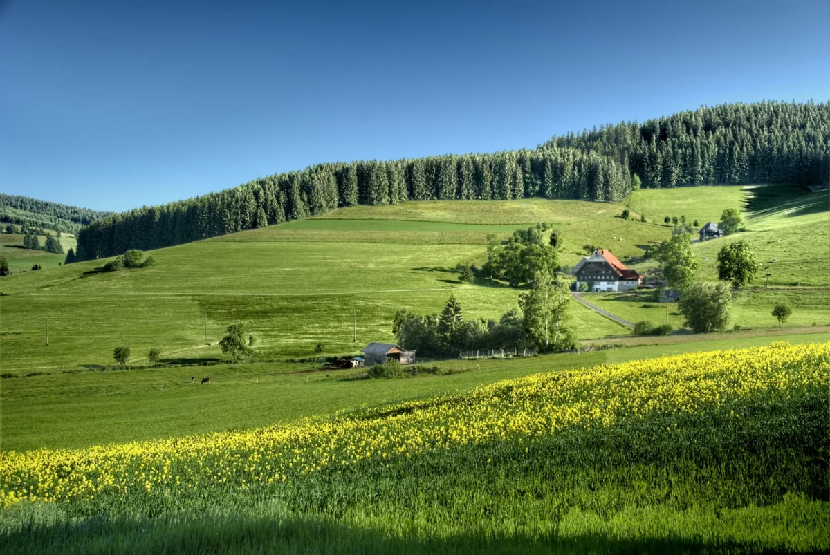 Rośliny do reklamy: Jak naturalne piękno przyciąga uwagę klientów