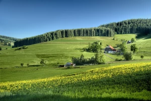 Rośliny do reklamy: Jak naturalne piękno przyciąga uwagę klientów